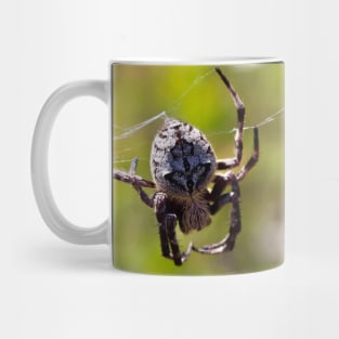 The Orb Weaver Spider hanging out in the Bush! Mug